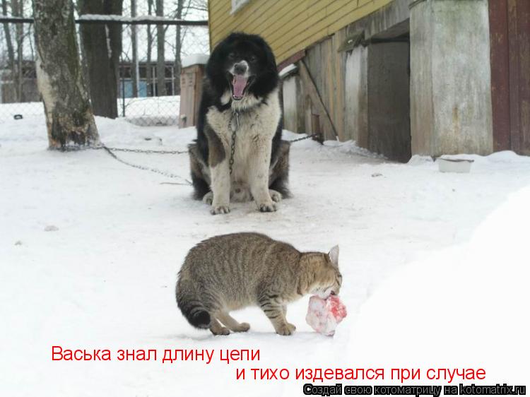 Котоматрица: Васька знал длину цепи и тихо издевался при случае