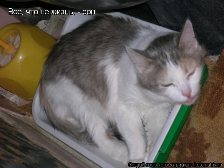 Котоматрица: Все, что не жизнь, - сон