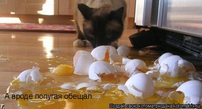 Котоматрица: А вроде попугая обещал....