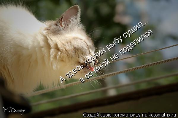 Котоматрица: А здесь хозяин рыбу сушил... а со мной не поделился
