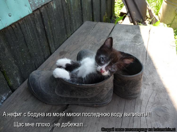 Котоматрица: А нефиг с бодуна из моей миски последнюю воду выпивать!!! Щас мне плохо...не добежал...