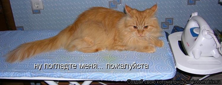 Котоматрица: ну погладте меня... пожалуйста