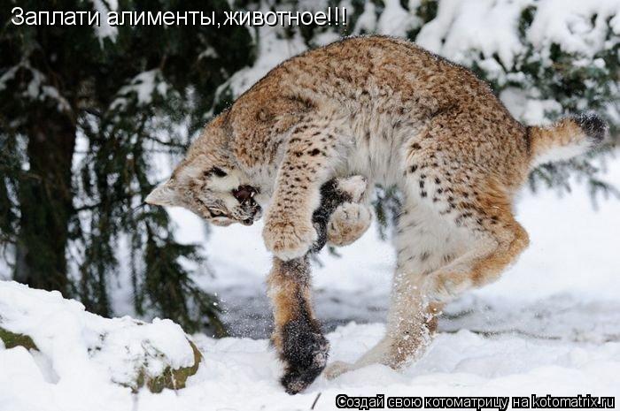Котоматрица: Заплати алименты,животное!!!