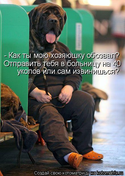 Котоматрица: - Как ты мою хозяюшку обозвал? уколов или сам извинишься? Отправить тебя в больницу на 40