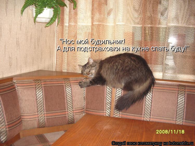 Котоматрица: "Нос мой будильник! А для подстраховки на кухне спать буду!"
