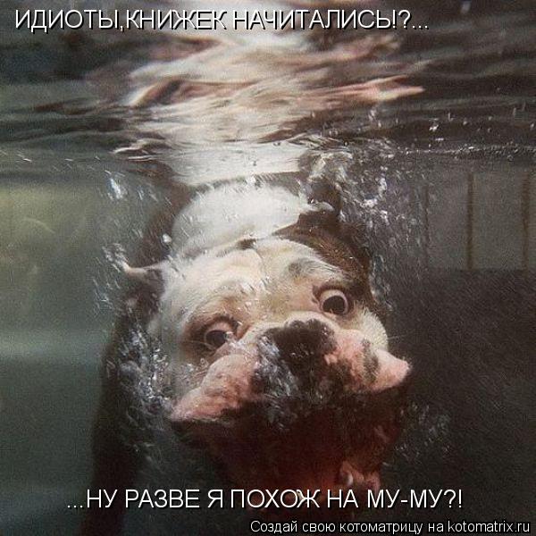 Котоматрица: ИДИОТЫ,КНИЖЕК НАЧИТАЛИСЬ!?... ...НУ РАЗВЕ Я ПОХОЖ НА МУ-МУ?!