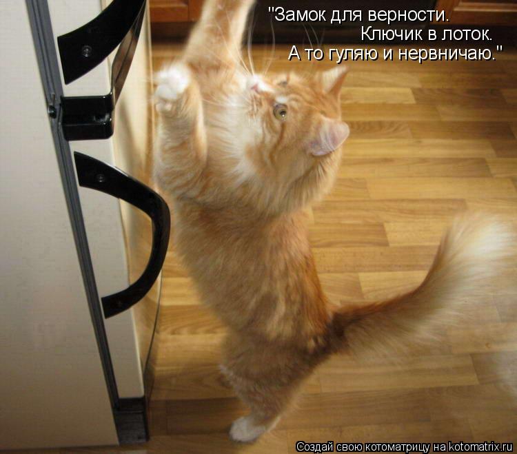 Котоматрица: "Замок для верности. Ключик в лоток. А то гуляю и нервничаю."