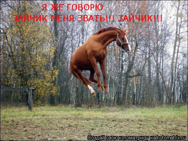 Котоматрица: Я ЖЕ ГОВОРЮ ЗАЙЧИК МЕНЯ ЗВАТЬ!!! ЗАЙЧИК!!!