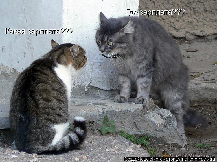 Котоматрица: Где зарплата??? Какая зарплата???