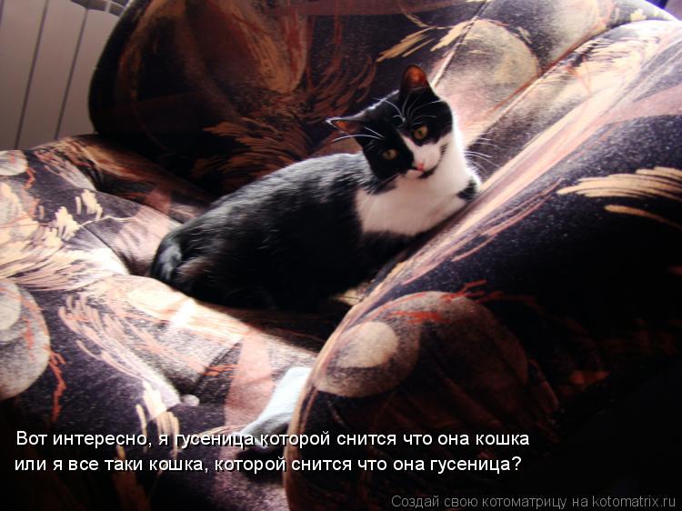 Котоматрица: Вот интересно, я гусеница которой снится что она кошка или я все таки кошка, которой снится что она гусеница?