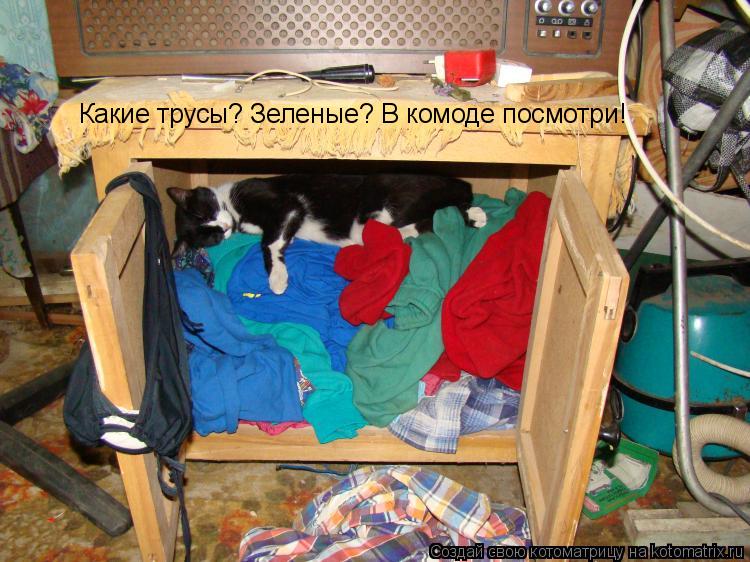 Котоматрица: Какие трусы? Зеленые? В комоде посмотри!
