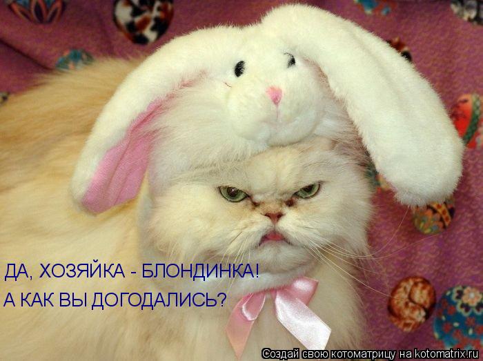 Котоматрица: А КАК ВЫ ДОГОДАЛИСЬ? ДА, ХОЗЯЙКА - БЛОНДИНКА!