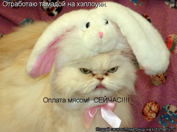 Котоматрица: Отработаю тамадой на хэллоуин. Оплата мясом!  СЕЙЧАС!!!!