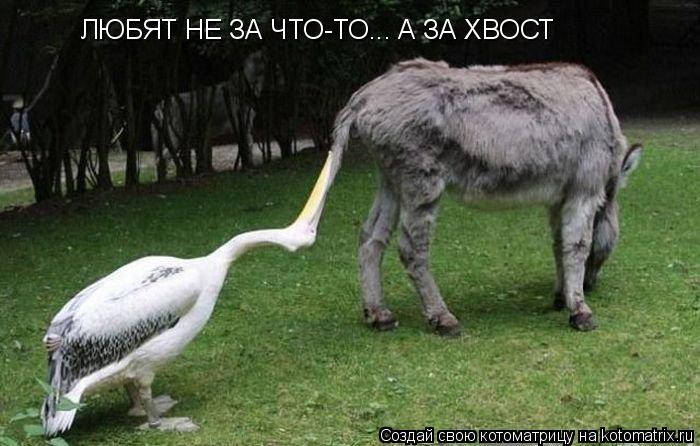 Котоматрица: ЛЮБЯТ НЕ ЗА ЧТО-ТО... А ЗА ХВОСТ