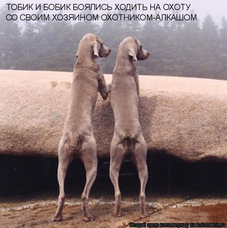 Котоматрица: ТОБИК И БОБИК БОЯЛИСЬ ХОДИТЬ НА ОХОТУ СО СВОИМ ХОЗЯИНОМ ОХОТНИКОМ-АЛКАШОМ