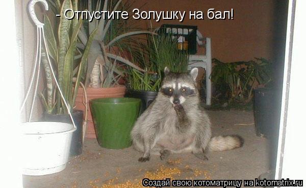 Котоматрица: - Отпустите Золушку на бал!