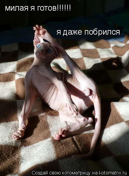 Котоматрица: милая я готов!!!!!! я даже побрился