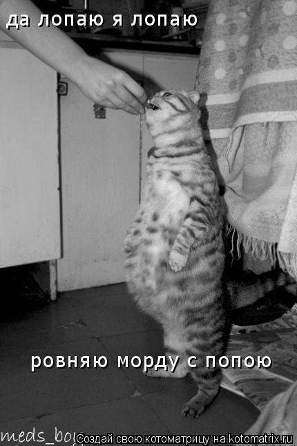 Котоматрица: да лопаю я лопаю ровняю морду с попою