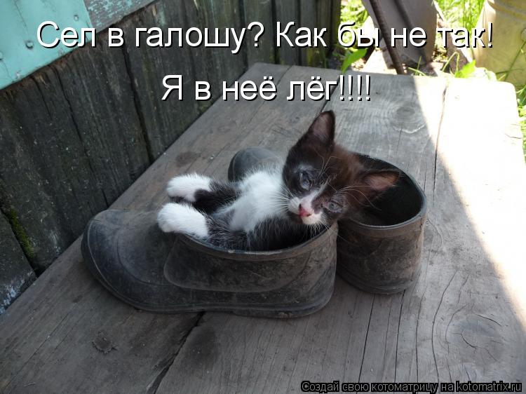 Котоматрица: Сел в галошу? Как бы не так! Я в неё лёг!!!!