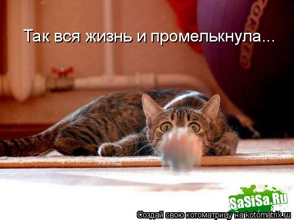 Котоматрица: Так вся жизнь и промелькнула...