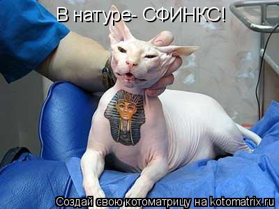 Котоматрица: В натуре- СФИНКС!