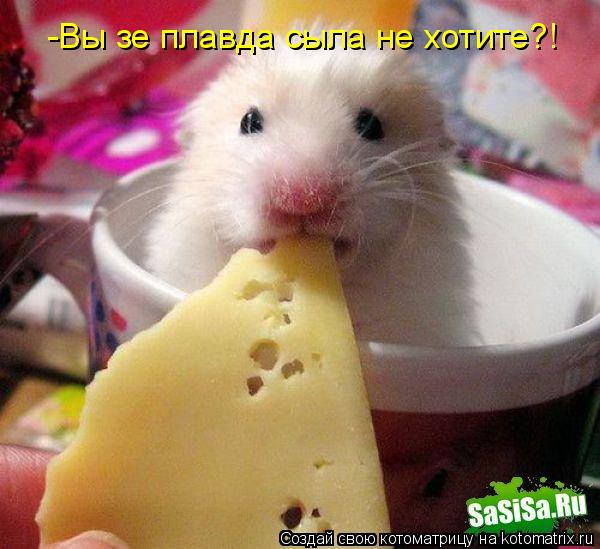 Котоматрица: -Вы зе плавда сыла не хотите?!