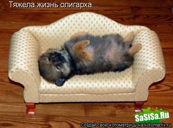 Котоматрица: Тяжела жизнь олигарха...