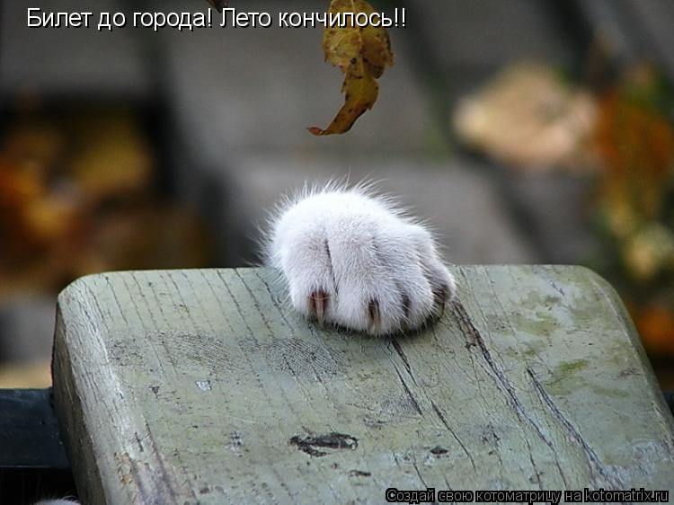 Котоматрица: Билет до города! Лето кончилось!!
