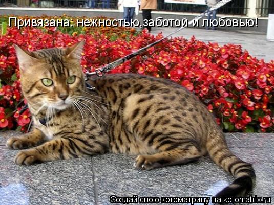 Котоматрица: Привязана: нежностью,заботой и любовью!