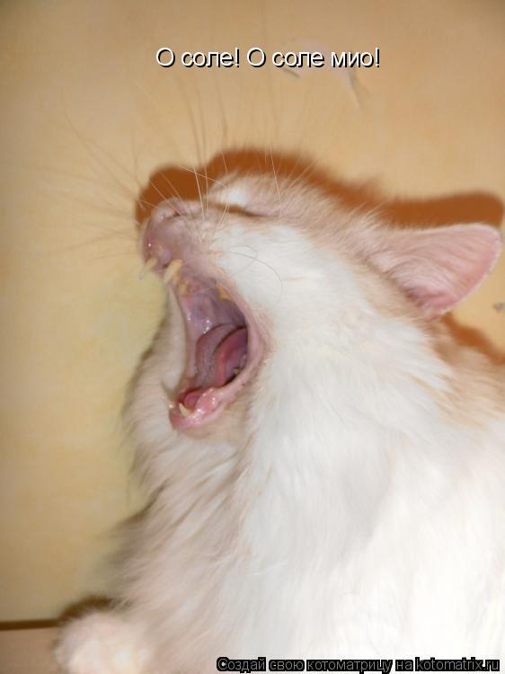 Котоматрица: О соле! О соле мио!