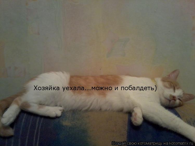 Котоматрица: Хозяйка уехала...можно и побалдеть)