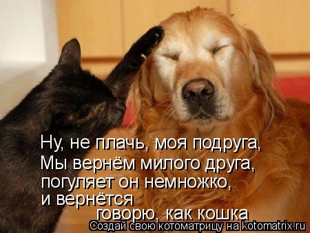 Котоматрица: Ну, не плачь, моя подруга, Мы вернём милого друга, погуляет он немножко, и вернётся говорю, как кошка