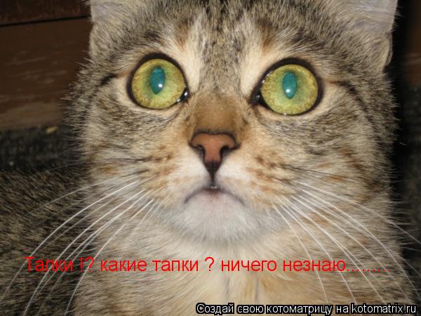 Котоматрица: Тапки !? какие тапки ? ничего незнаю.........