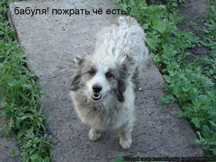 Котоматрица: бабуля! пожрать чё есть?