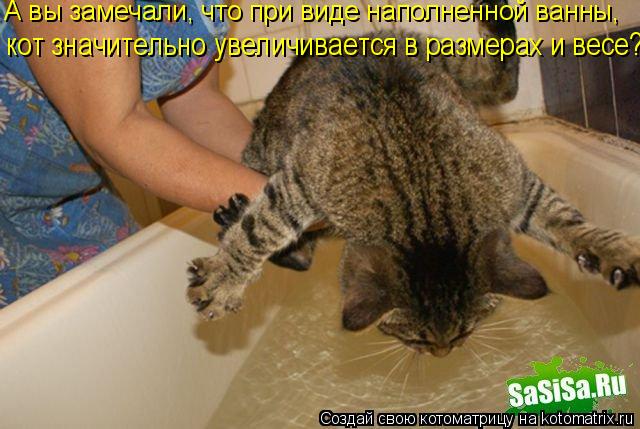 Котоматрица: А вы замечали, что при виде наполненной ванны,  кот значительно увеличивается в размерах и весе?