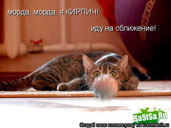 Котоматрица: морда, морда, я КИРПИЧ! иду на сближение!