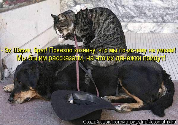 Котоматрица: - Эх Шарик, брат! Повезло хозяину, что мы по-ихнему не умеем! Мы бы им рассказали, на что их денежки пойдут!