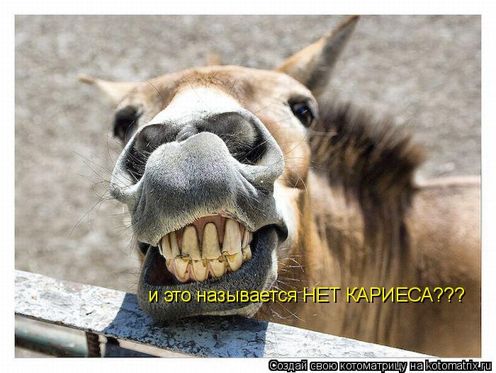 Котоматрица: и это называется НЕТ КАРИЕСА???