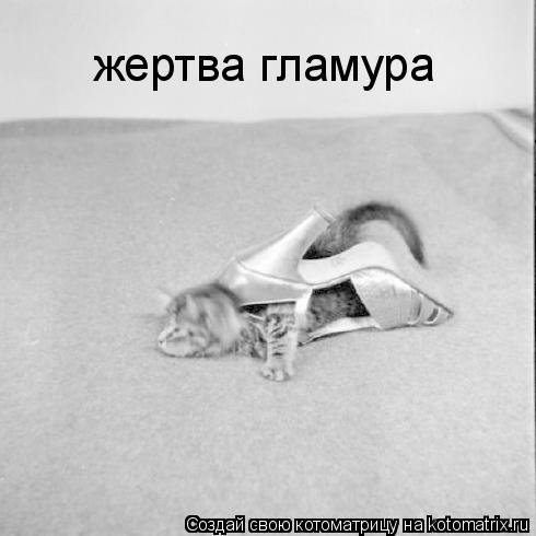 Котоматрица: жертва гламура