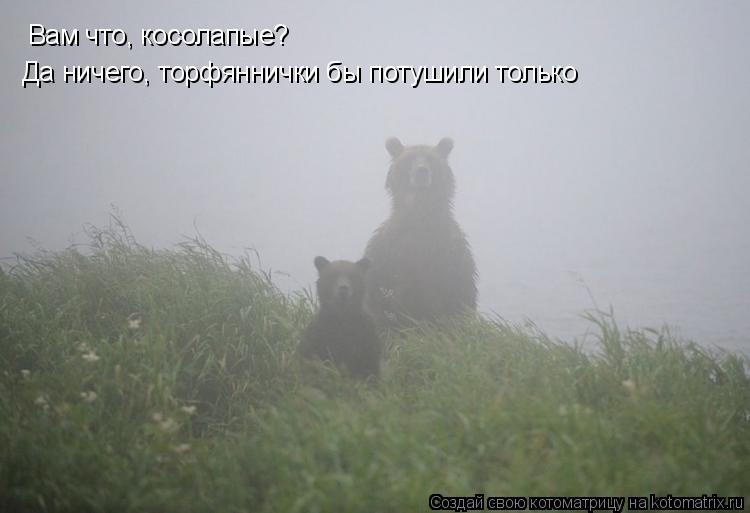 Котоматрица: Вам что, косолапые? Да ничего, торфяннички бы потушили только
