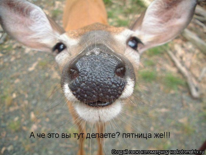Котоматрица: А че это вы тут делаете? пятница же!!!