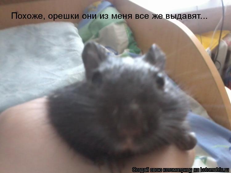 Котоматрица: Похоже, орешки они из меня все же выдавят...