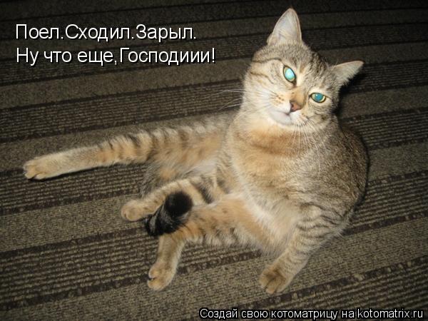 Котоматрица: Поел.Сходил.Зарыл. Ну что еще,Господиии!