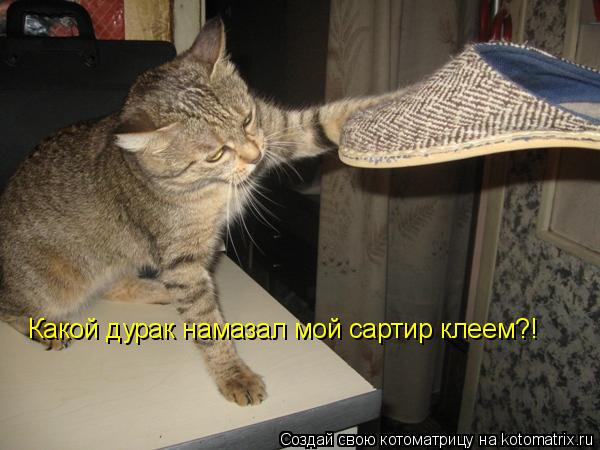 Котоматрица: Какой дурак намазал мой сартир клеем?!