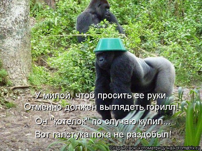 Котоматрица: У милой, чтоб просить ее руки, Отменно должен выглядеть горилл! Он "котелок" по случаю купил... Вот галстука пока не раздобыл!