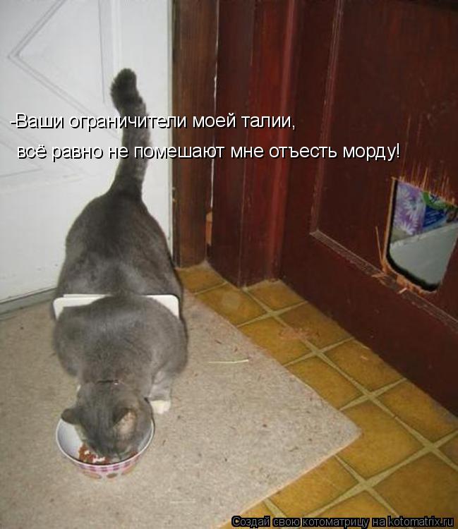 всё равно не помешают мне отъесть морду! -Ваши ограничители моей талии,... Котоматрица: всё равно не помешают мне отъесть морду! -Ваши ограничители моей талии,