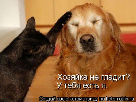 Котоматрица: Хозяйка не гладит?  У тебя есть я.