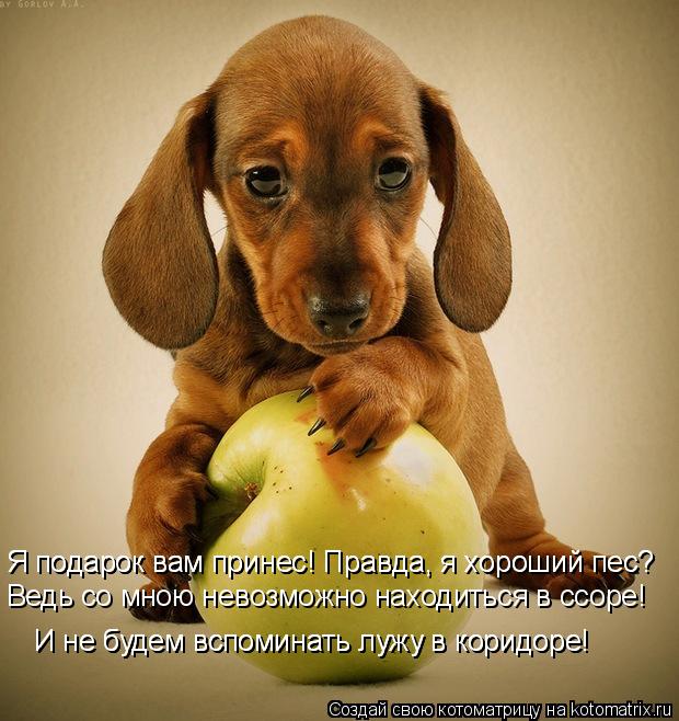 Я подарок вам принес! Правда, я хороший пес? Я подарок вам принес! Правда, я хороший пес? Ведь со мно... Котоматрица: Я подарок вам принес! Правда, я хороший пес? Я подарок вам принес! Правда, я хороший пес? Ведь со мною невозможно находиться в ссоре! И не буде
