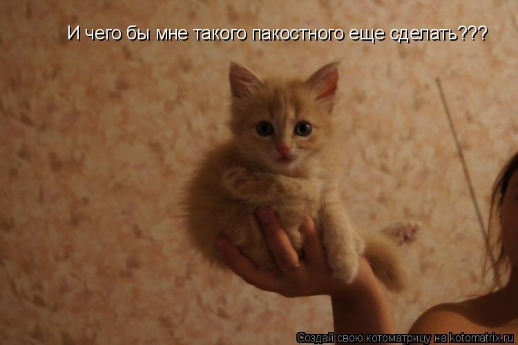 Котоматрица: И чего бы мне такого пакостного еще сделать???