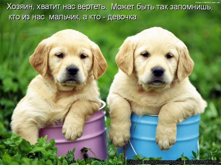 Котоматрица: Хозяин, хватит нас вертеть. Может быть так запомнишь,  кто из нас  мальчик, а кто - девочка.